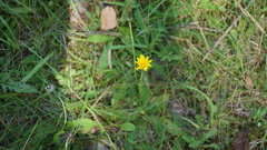 Scorzoneroides autumnalis