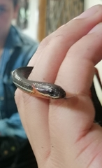 Urotheca lateristriga