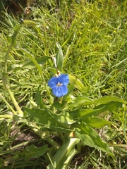 Commelina tuberosa