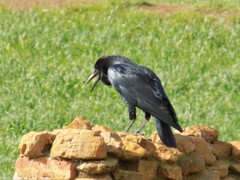 Corvus capensis capensis