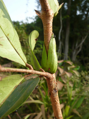 Gilbertiodendron ivorense