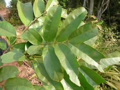 Gilbertiodendron ivorense
