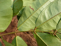 Gilbertiodendron ivorense