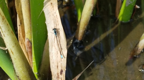 Pacific Forktail photographed in Idaho