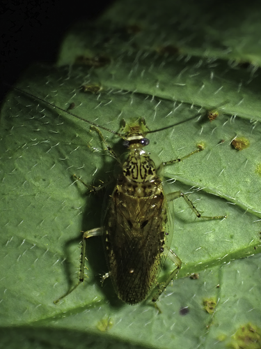 Wood cockroach