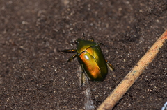 Pseudotorynorrhina japonica