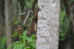 Sciurus aestuans ingrami