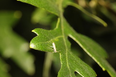 Cameraria ohridella