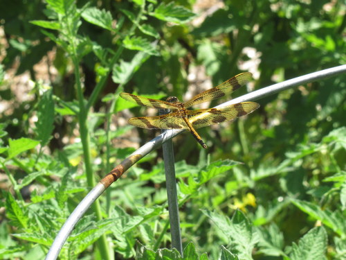 Halloween Pennant photo 5