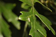 Cameraria ohridella