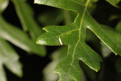 Cameraria ohridella