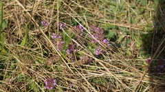 Thymus serpyllum