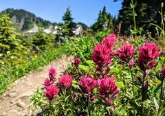 Castilleja parviflora olympica