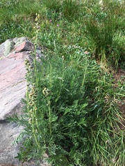 Artemisia scopulorum