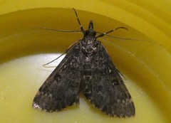 Proternia philocapna