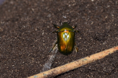 Pseudotorynorrhina japonica