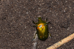 Pseudotorynorrhina japonica