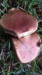 Boletus subfraternus