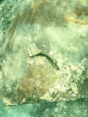 Ophioblennius atlanticus