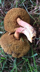 Boletus subfraternus