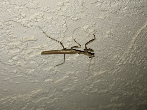 Arizona Tan Mantis