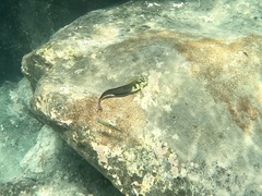 Ophioblennius atlanticus