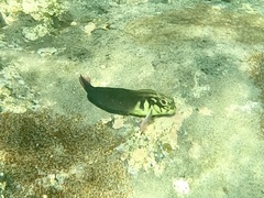 Ophioblennius atlanticus