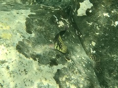 Ophioblennius atlanticus