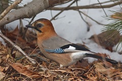 Garrulus glandarius
