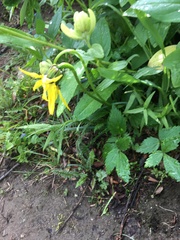 Senecio amplectens