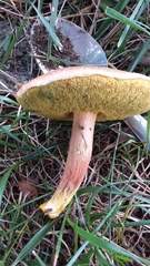 Boletus subfraternus