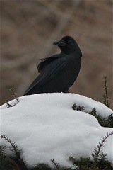 Corvus macrorhynchos