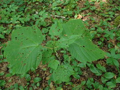 Viburnum lantanoides