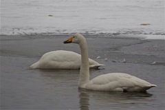 Cygnus cygnus