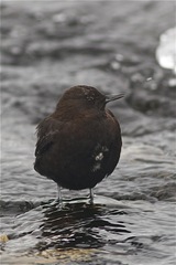 Cinclus pallasii