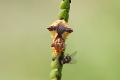 Phymata fasciata mystica image