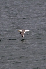 Larus schistisagus