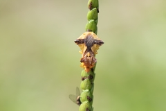 Phymata (Phymata) fasciata image