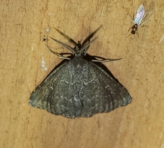 Prosoparia floridana