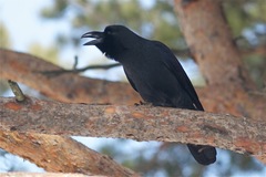 Corvus macrorhynchos