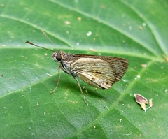 Pheraeus odilia
