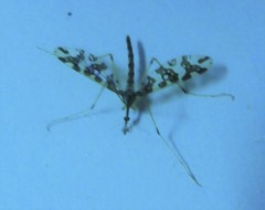 Mischoderus annuliferus