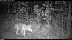 Canis latrans thamnos