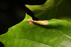 Phyllonorycter platani