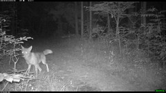 Canis latrans thamnos