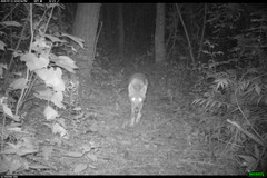 Canis latrans thamnos