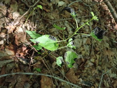 Populus balsamifera balsamifera