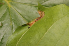 Phyllonorycter platani
