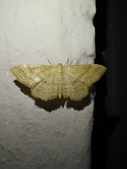 Idaea rufaria