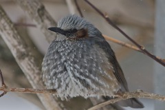 Hypsipetes amaurotis